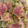 Żurawka 'Picasso' Heuchera