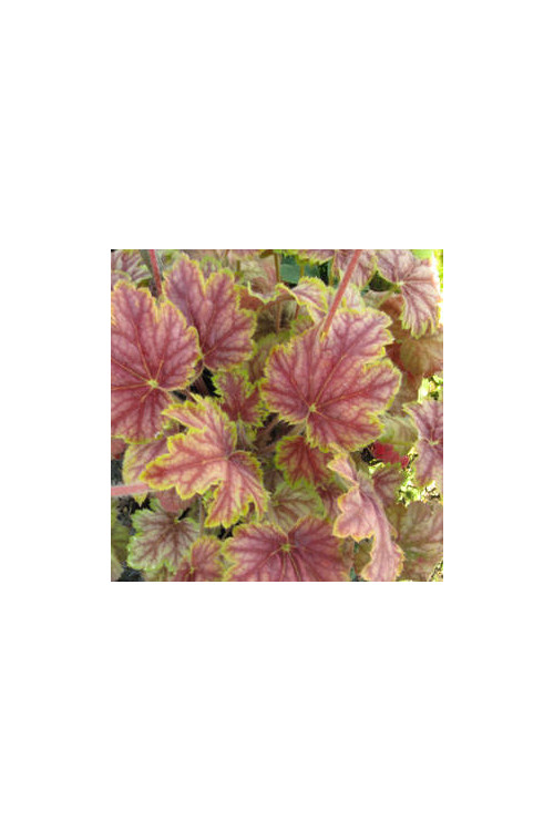 Żurawka 'Picasso' Heuchera