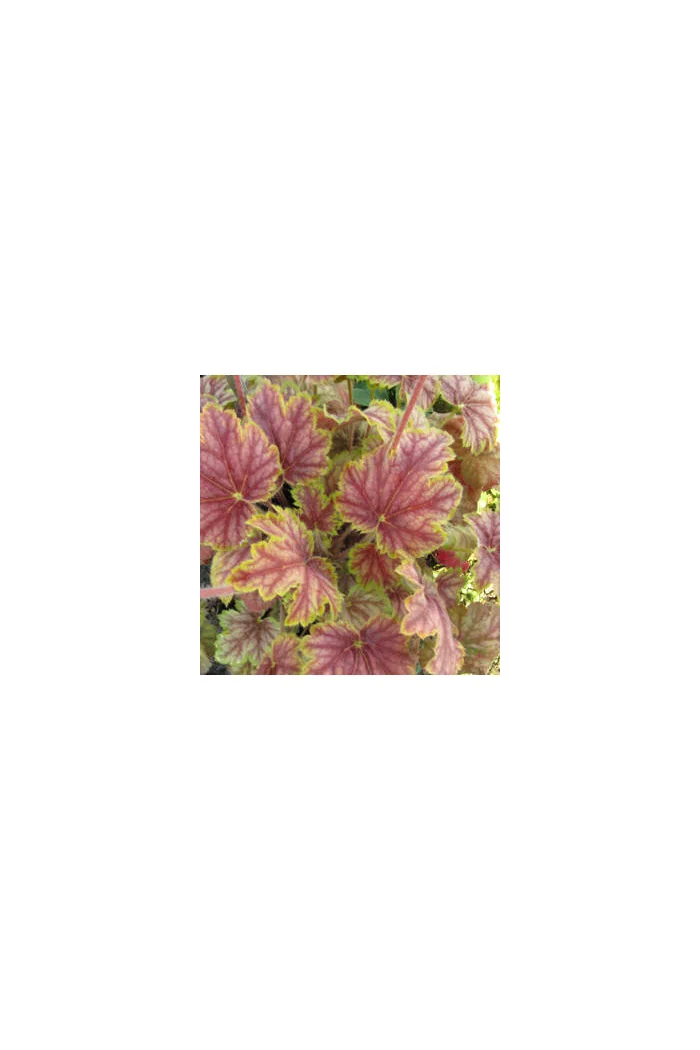 Żurawka 'Picasso' Heuchera