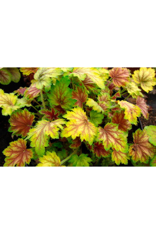 Żurawka 'Picasso' Heuchera