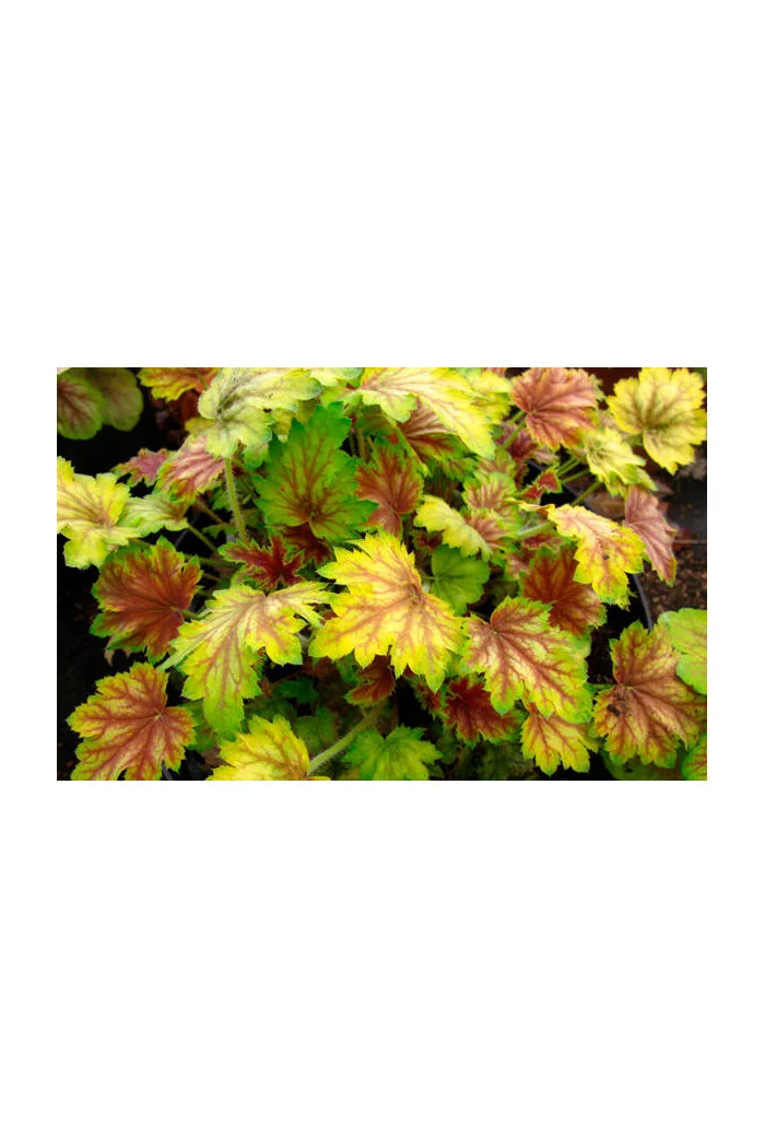 Żurawka 'Picasso' Heuchera