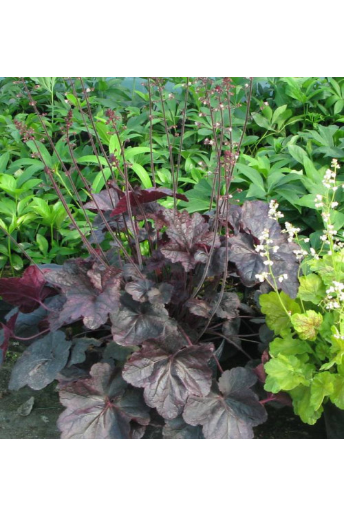 Żurawka 'Magnum' Heuchera