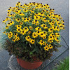 Rudbekia 'Little Goldstar' | Rudbeckia fulgida
