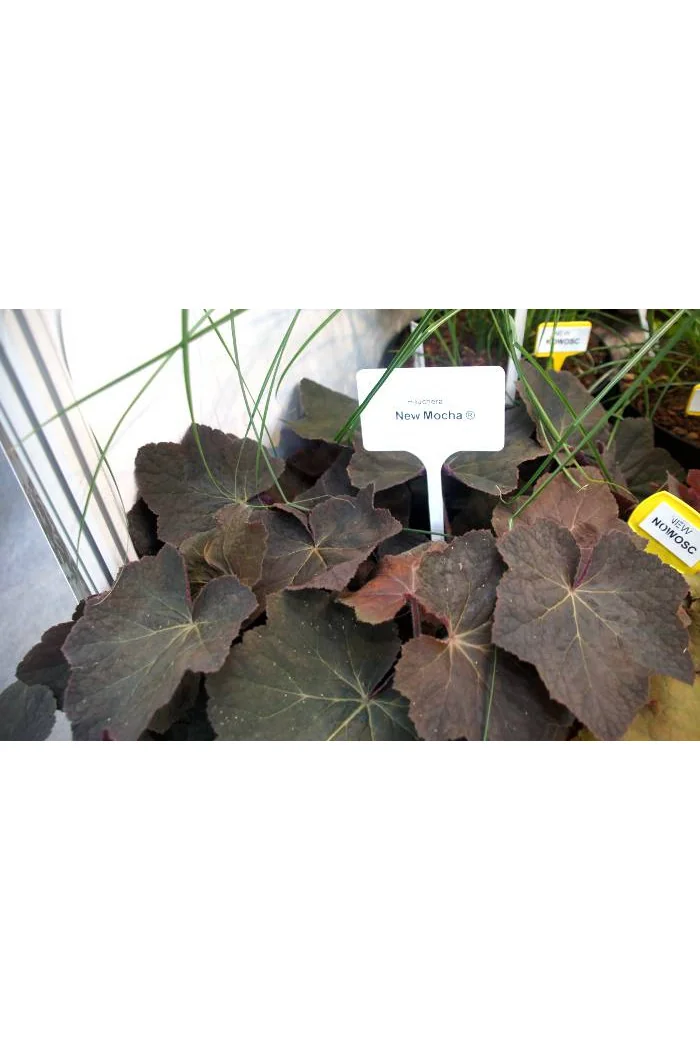 Żurawka 'New Mocha' Heuchera