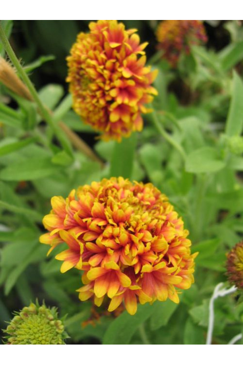gailardia, gailardia dakota reville, gaillardia