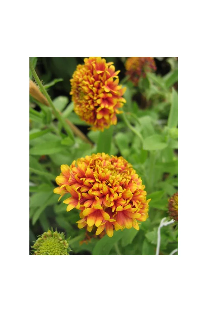 gailardia, gailardia dakota reville, gaillardia