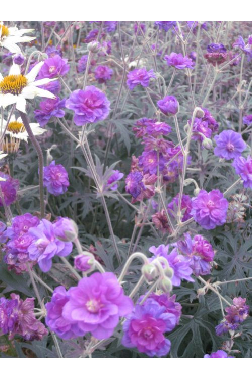 bodziszek, bodziszek plenum violaceum, bodziszek łąkowy