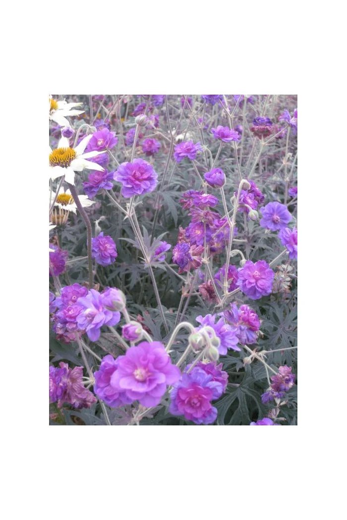 bodziszek, bodziszek plenum violaceum, bodziszek łąkowy