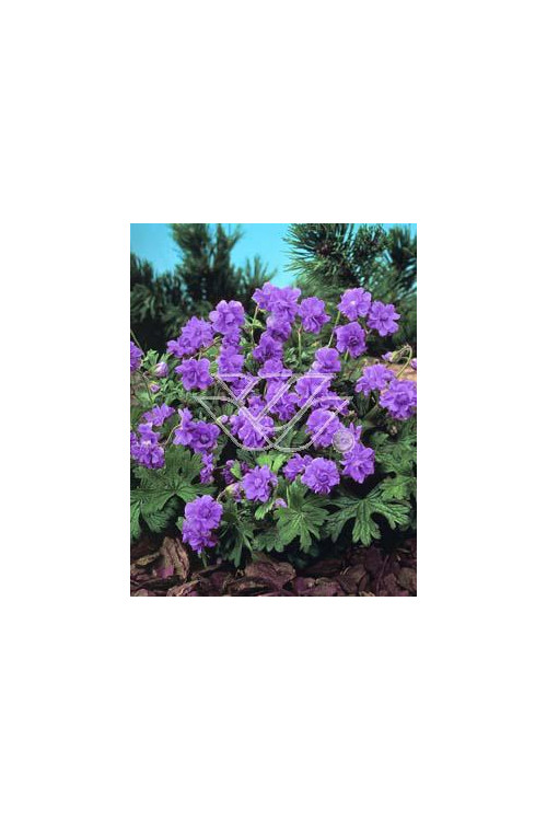 bodziszek, bodziszek plenum violaceum, bodziszek łąkowy