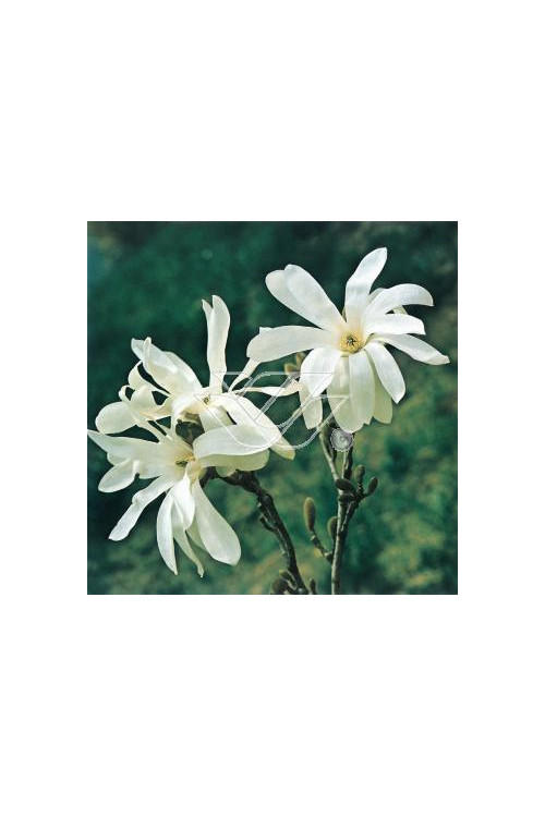 Magnolia gwiaździsta Magnolia stellata