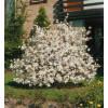 Magnolia gwiaździsta Magnolia stellata