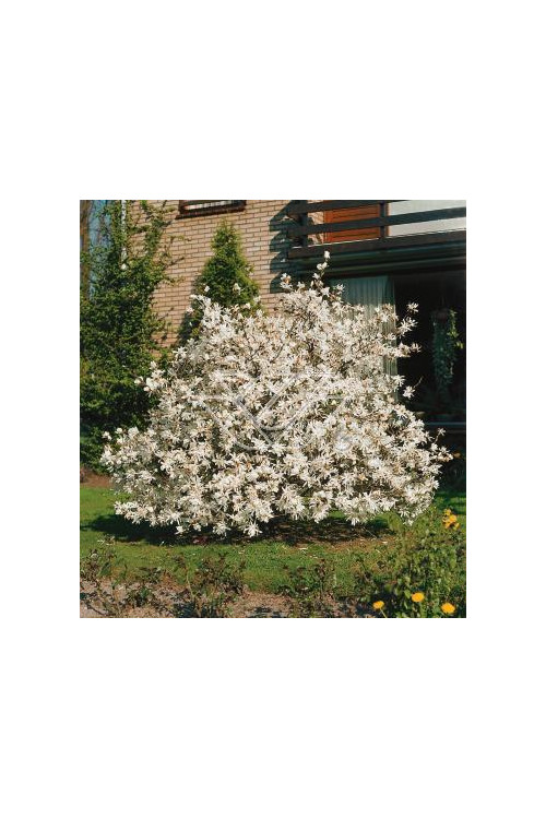 Magnolia gwiaździsta Magnolia stellata