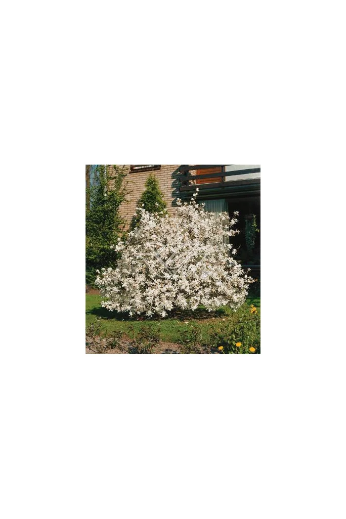 Magnolia gwiaździsta Magnolia stellata