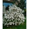 Magnolia gwiaździsta Magnolia stellata