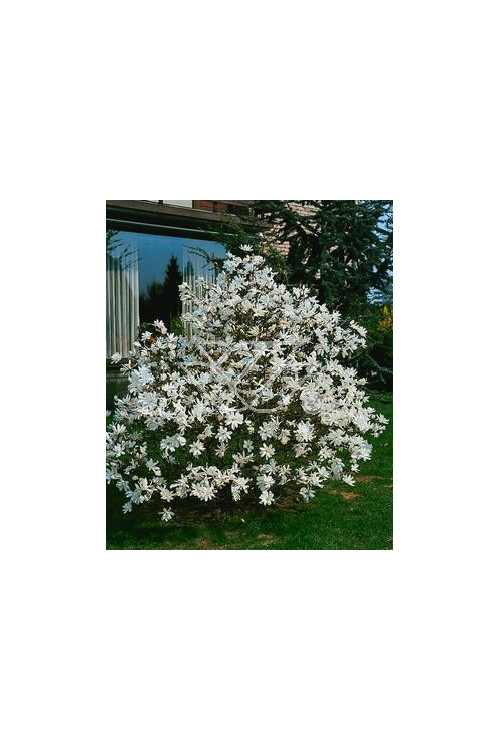 Magnolia gwiaździsta Magnolia stellata