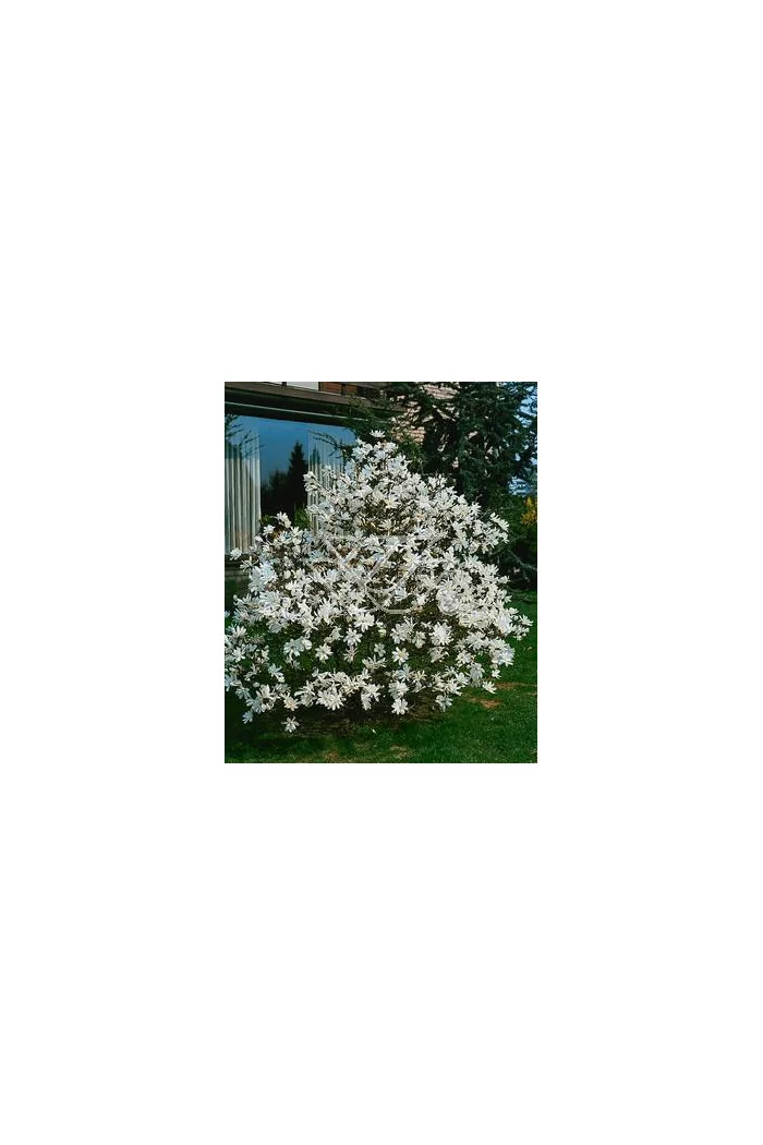 Magnolia gwiaździsta Magnolia stellata