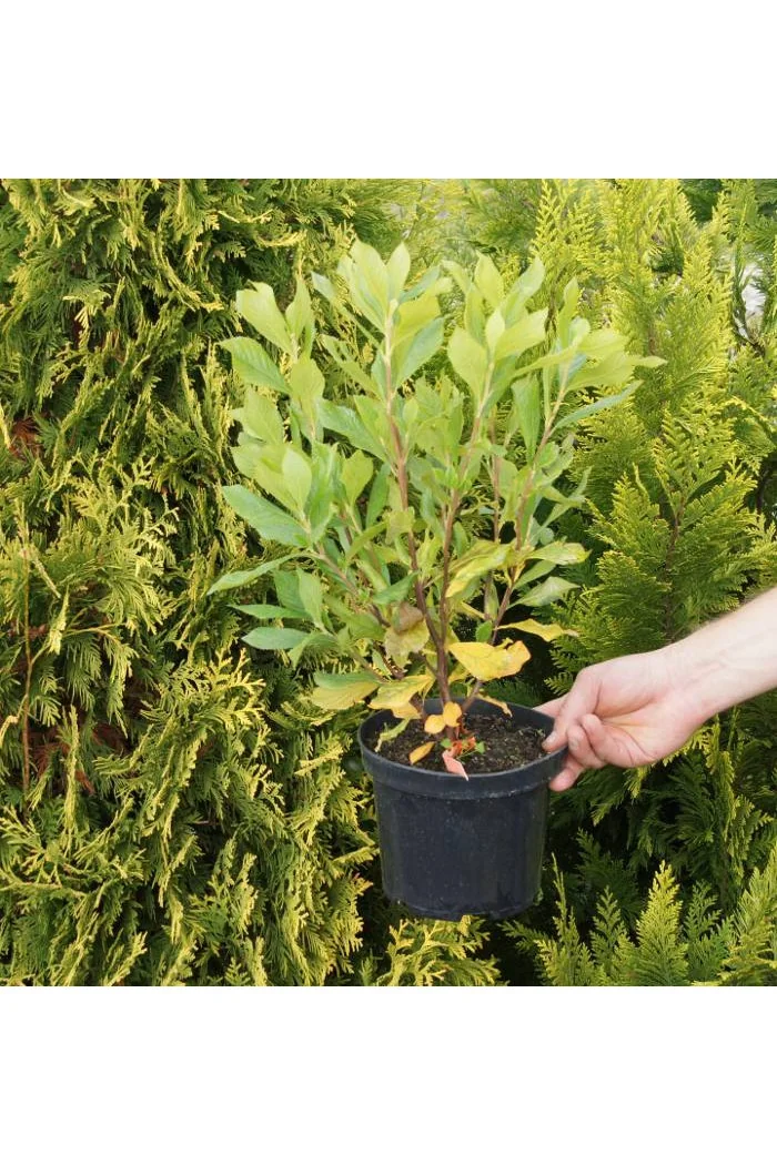 Magnolia gwiaździsta Magnolia stellata