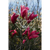 Magnolia 'Susan' | Magnolia liliiflora