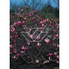 Magnolia 'Susan' | Magnolia liliiflora