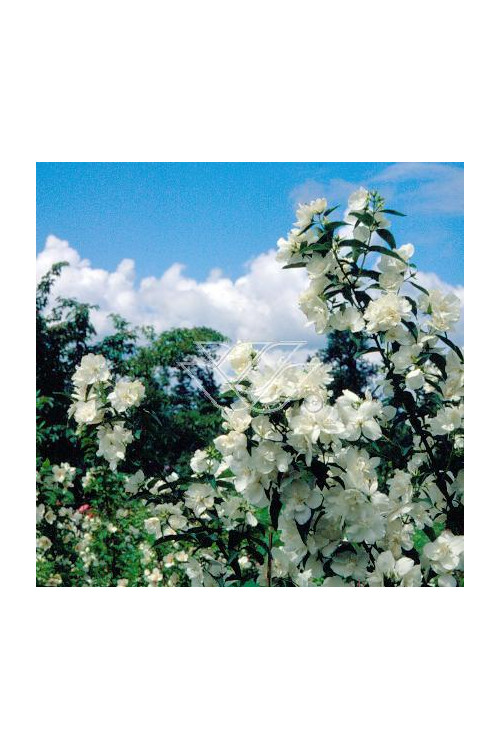 jaśminowiec, jaśminowiec wonny, jaśminowiec Albatre, Philadelphus