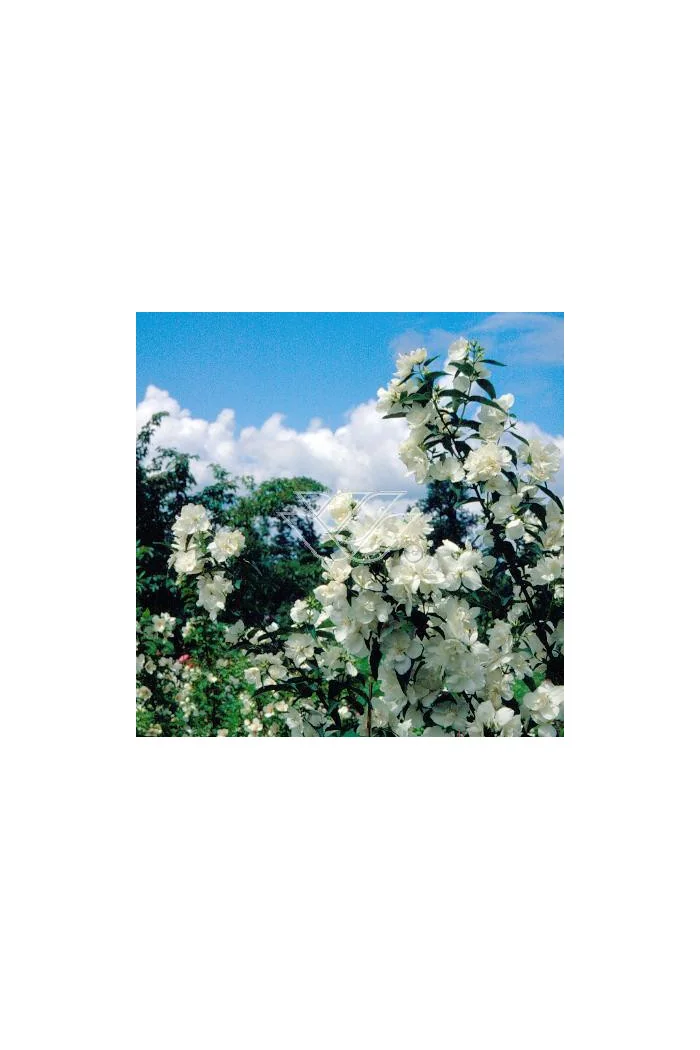 jaśminowiec, jaśminowiec wonny, jaśminowiec Albatre, Philadelphus