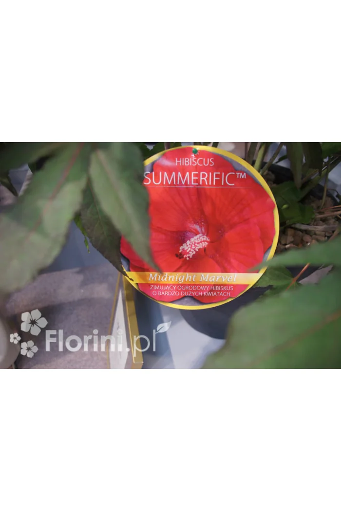 Hibiskus 'Midnight Marvel' Hibiscus