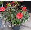 Hibiskus 'Midnight Marvel' Hibiscus
