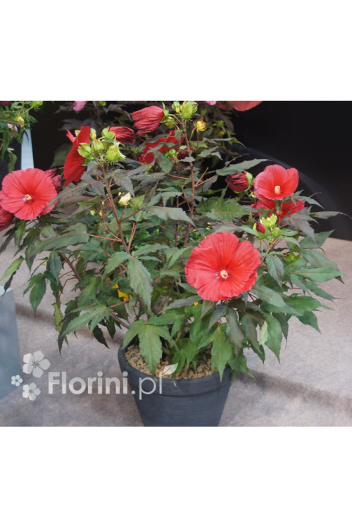 Hibiskus 'Midnight Marvel' Hibiscus