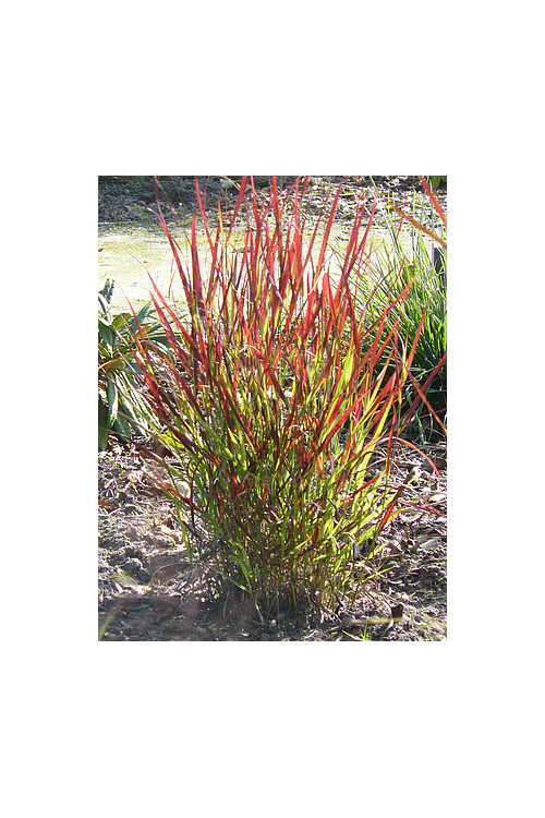 Proso rózgowate 'Sangria' | Panicum virgatum