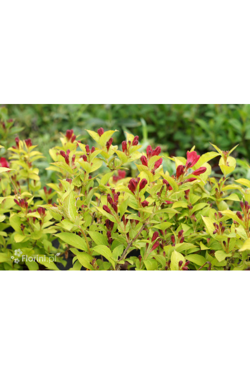 Krzewuszka cudowna 'Olympiade' | Weigela florida
