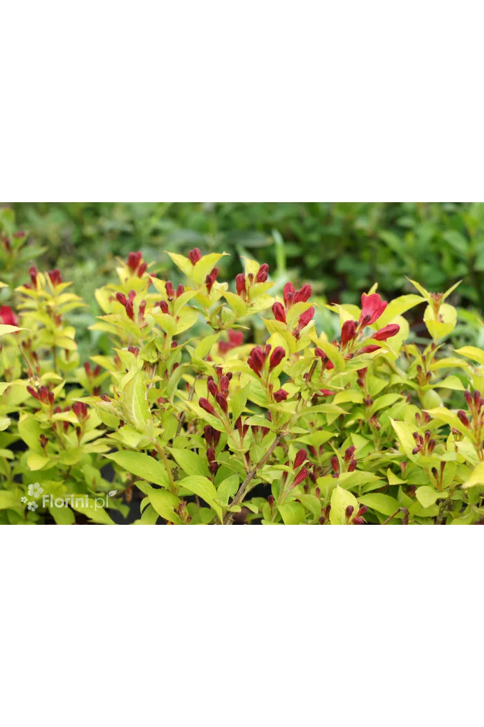 Krzewuszka cudowna 'Olympiade' | Weigela florida