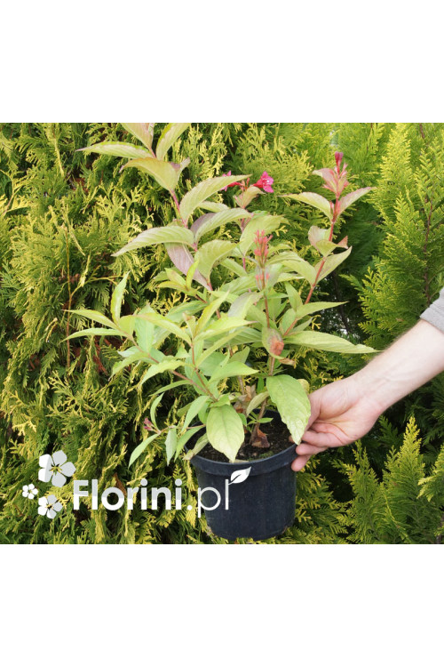 Krzewuszka cudowna 'Olympiade' | Weigela florida