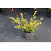 Ostrokrzew 'Golden Gem' | Ilex crenata