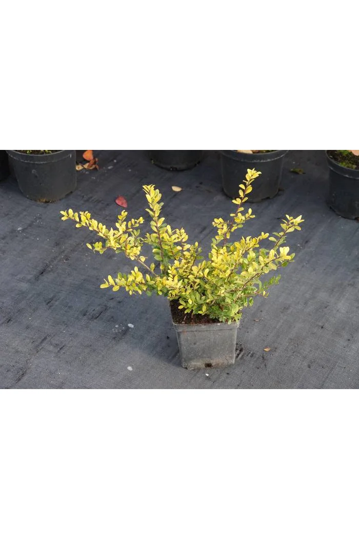Ostrokrzew 'Golden Gem' | Ilex crenata