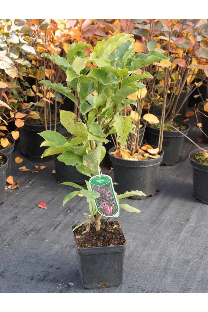 Magnolia 'Susan' | Magnolia liliiflora