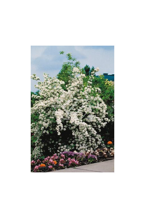 jaśminowiec, jaśminowiec wonny, jaśminowiec Albatre, Philadelphus