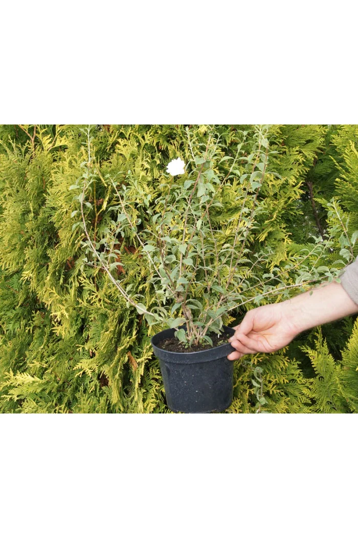 jaśminowiec, jaśminowiec wonny, jaśminowiec Albatre, Philadelphus