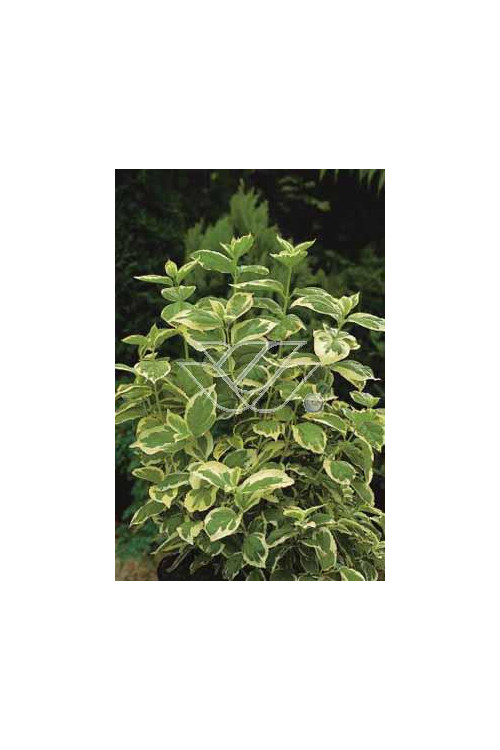 jaśminowiec, jaśminowiec wonny, jaśminowiec Variegatus, Philadelphus