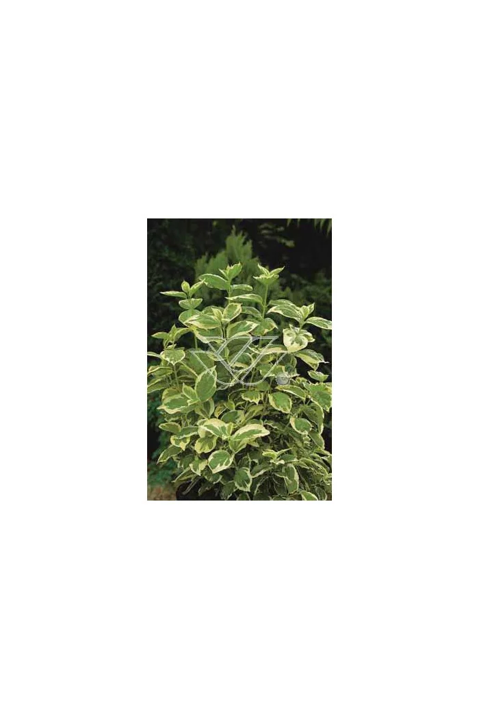 jaśminowiec, jaśminowiec wonny, jaśminowiec Variegatus, Philadelphus