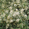 jaśminowiec, jaśminowiec wonny, jaśminowiec Variegatus, Philadelphus