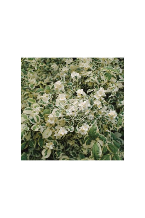 jaśminowiec, jaśminowiec wonny, jaśminowiec Variegatus, Philadelphus