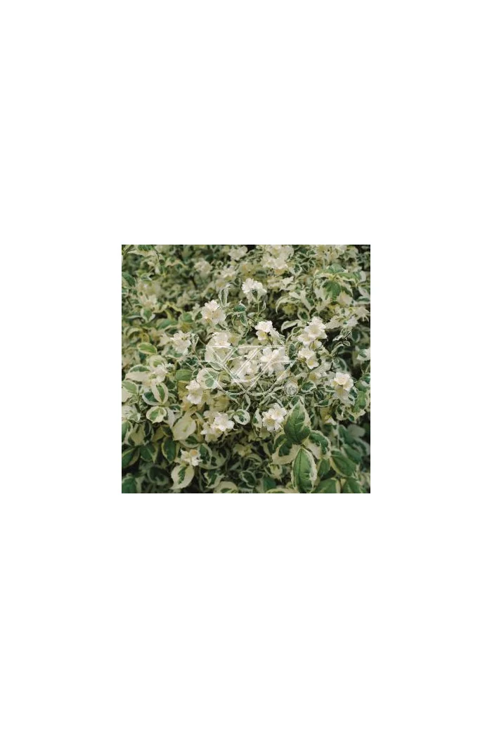 jaśminowiec, jaśminowiec wonny, jaśminowiec Variegatus, Philadelphus