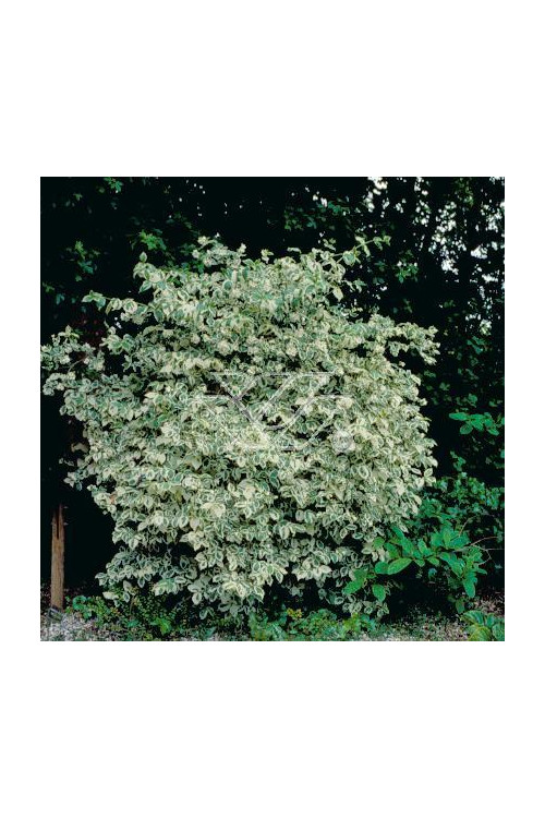 jaśminowiec, jaśminowiec wonny, jaśminowiec Variegatus, Philadelphus