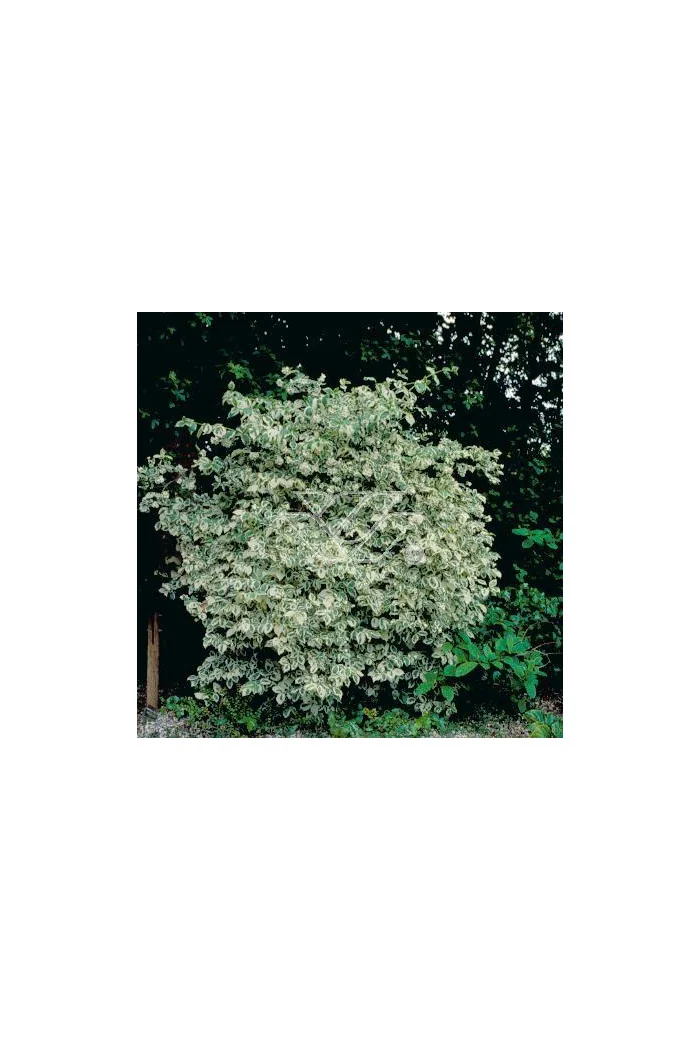 jaśminowiec, jaśminowiec wonny, jaśminowiec Variegatus, Philadelphus