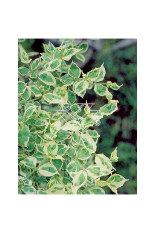 jaśminowiec, jaśminowiec wonny, jaśminowiec Variegatus, Philadelphus