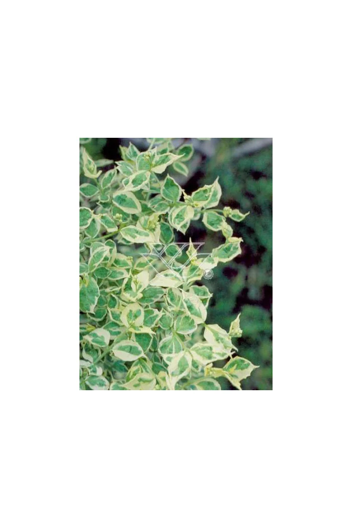 jaśminowiec, jaśminowiec wonny, jaśminowiec Variegatus, Philadelphus