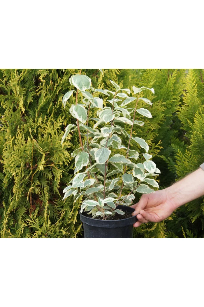 jaśminowiec, jaśminowiec wonny, jaśminowiec Variegatus, Philadelphus