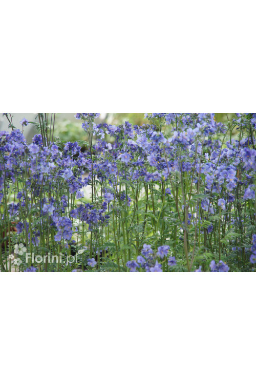 wielosił, polemonium