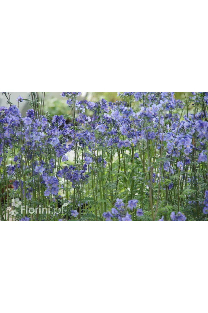 wielosił, polemonium