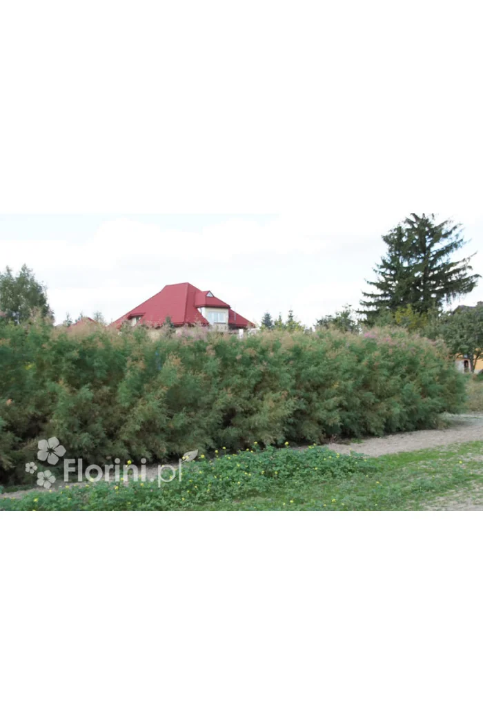 Tamaryszek francuski | Tamarix gallica